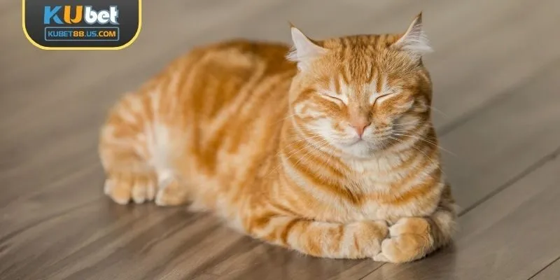 Giải mã giấc mơ thấy mèo