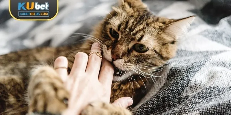 Mơ thấy mèo cắn, thận trọng nhé