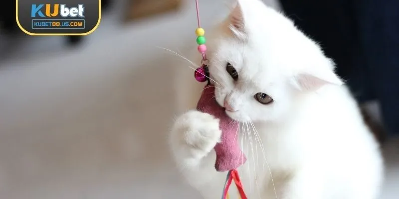 Mơ thấy mèo chơi đùa, nhiều may mắn!